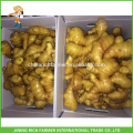 Excellent Shandong Fresh Ginger